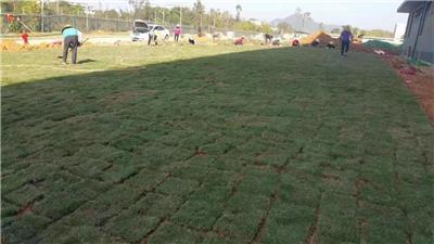 道路綠化工程施工全攻略 優(yōu)選產品與高效施工指南